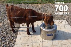 12 Automatic Livestock Waterers ideas | livestock, automatic, automatic waterer