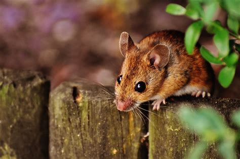 Mouse Infestation Do's and Don'ts | Pest Control Vancouver