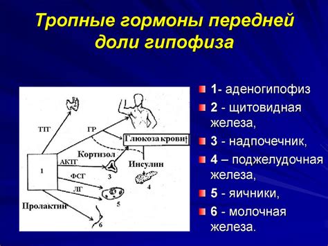 Гормоны, их синтетические аналоги, антигормональные средства ...