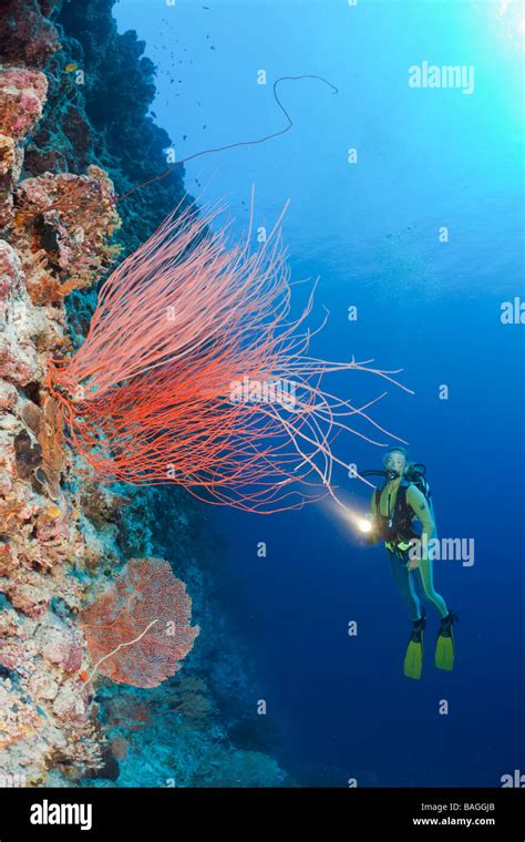 Scuba diver and Coral Reef with Sea Fan Melithaea Peleliu Wall Micronesia Palau Stock Photo - Alamy