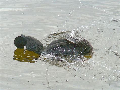 Musk Duck | Friends of Queens Park Bushland