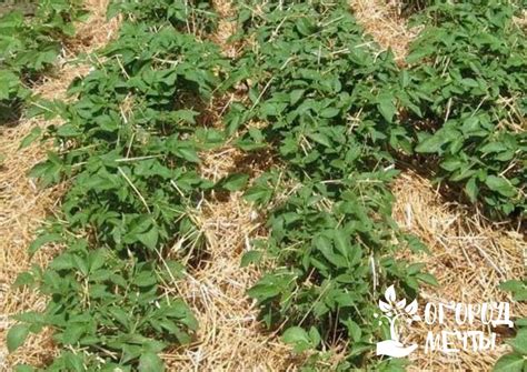 Какие удобрения лучше использовать при посадке картофеля