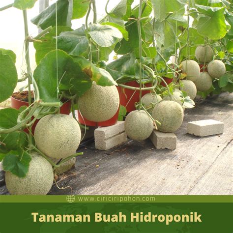 Daftar Tanaman Buah Yang Bisa Ditanam Dengan Hidroponik Ciriciripohon