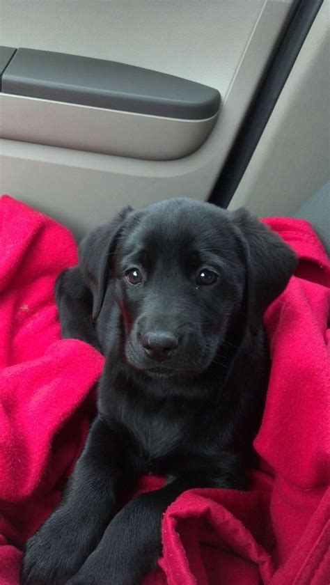 My First Black Lab Of My Own After Having Two Growing Up Lab Puppies