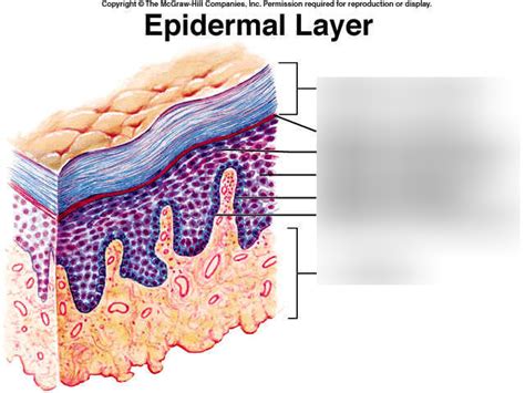 epidermis | Epidermis, Company inc, Layers