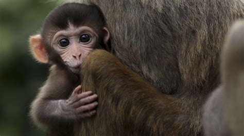 Chinese scientists defend implanting human gene into monkeys' brains | CNN