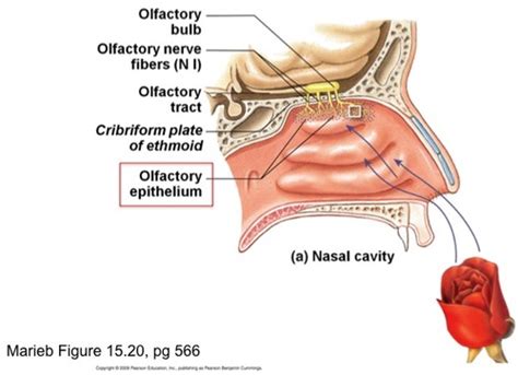 Rhinology Flashcards Quizlet