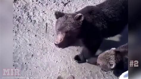 Top 5 Bear Encounters Part 2 Meanwhile In Russia Compilation Mir