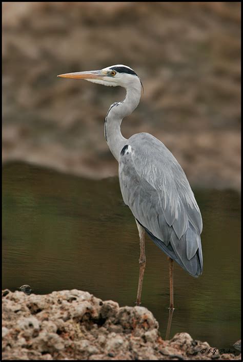 Gray Heron Page