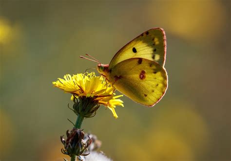 Butterfly Insect Macro Pink Flower Wallpaper Coolwallpapers Me