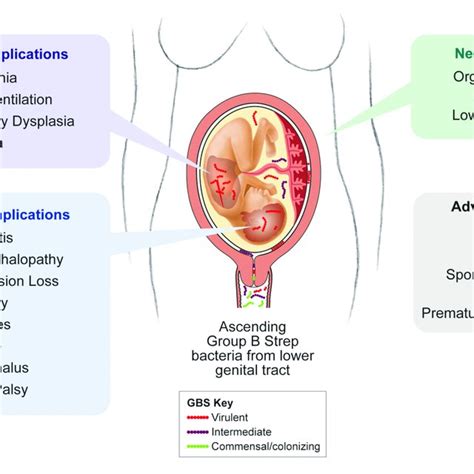 | Clinical outcomes of invasive GBS infection. In humans, invasive GBS ...