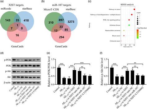 Xist Regulates Mir And The Pi K Akt Signaling In A Stimulated