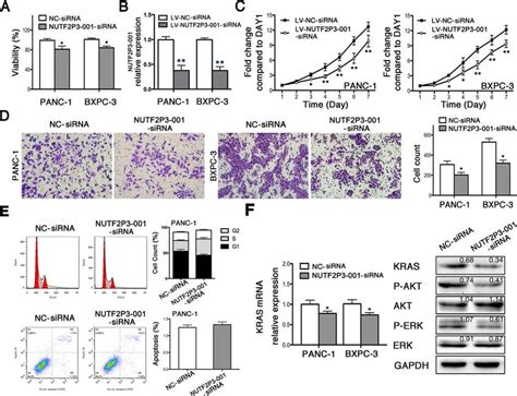 Sirna Mediated Knockdown Of Lncrna Nutf P Reduced Viability