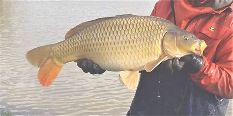 Common Carp For Sale | Mayfly Aquacare