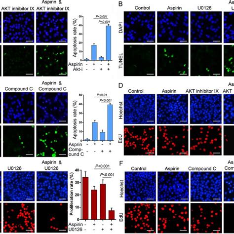 Mcl 1 Knockdown Potentiates Aspirin Induced Apoptosis A Hepg2 Cells