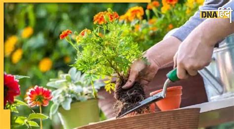 Gardening Tips घर के पौधों पर लग रहे हैं कीड़े या मुरझा रहे हैं फूल