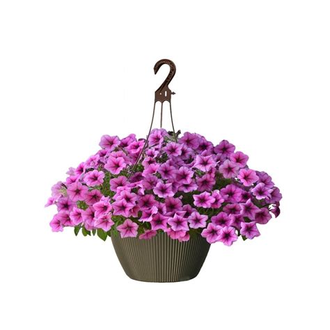 Landscape Basics 10 Inch Hanging Basket Petunia Pink The Home Depot