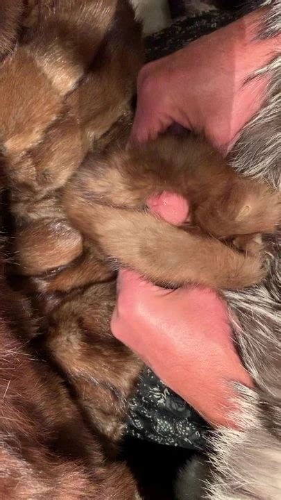 Sable Stroke Gay Porn Xhamster