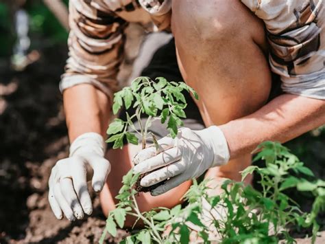 Guia De Cultivo Rvore De Melancia E Seus Benef Cios Jardim Dos