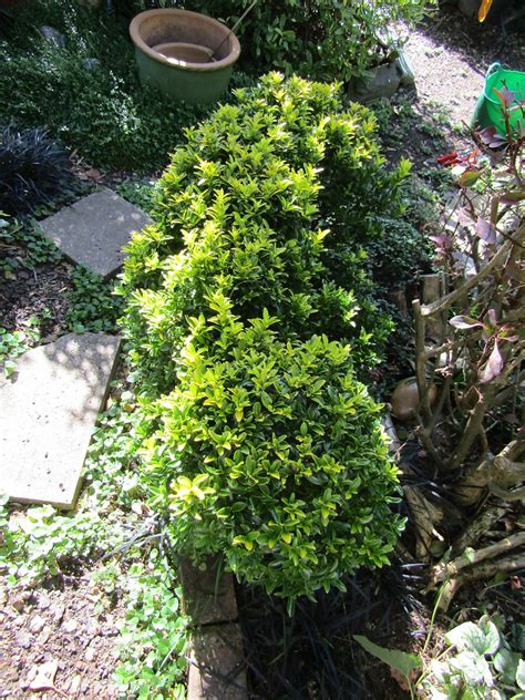 Euonymus Fortunei Microphyllus Pulchellus My Garden Leonora Ellie Enking Flickr