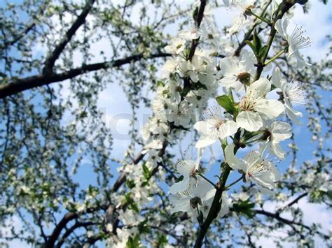 Der Frühling schöne blühende Bäume Zweige Stockfoto Colourbox