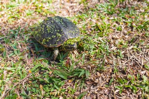 La pequeña tortuga negra está caminando en el campo de hierba la