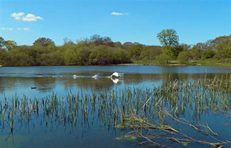 Wanstead Park: a biodiversity hotspot – The Friends of Wanstead Parklands