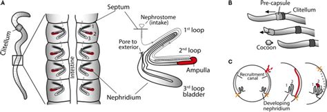 Earthworm anatomy and reproduction. (A) Schematic outline of nephridia... | Download Scientific ...