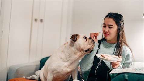 Cuáles Son Los Alimentos Tóxicos Para Nuestros Perros Infobae