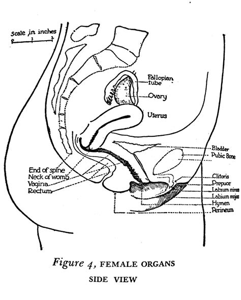 Female Reproductive System Diagram Labeled Side View