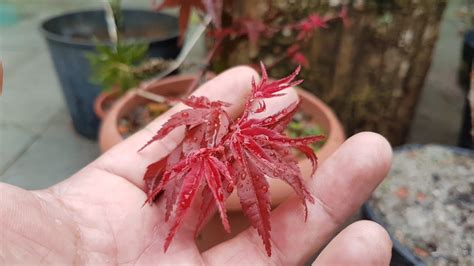 MAPLE Tree Acer Palmatum Deshojo YouTube