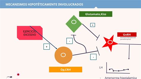 Eje Hipotalamo Hipofisario Ovarico Ginecolog A Ppt