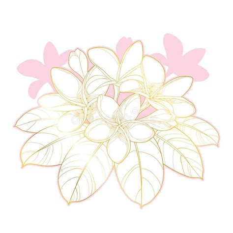 Vector Bouquet Of Outline Plumeria Or Frangipani Flower Bunch Bud And