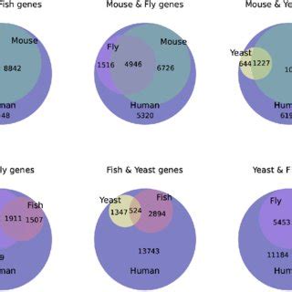 Human Genes With Model Organism Orthologs The Pairwise Intersection Of