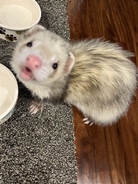 My Ferret Drinking Water Cutely Rferrets
