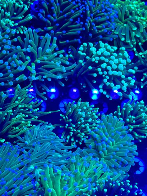 Pisces - " Neon wonderland beneath the waves! 🌊💙 These stunning