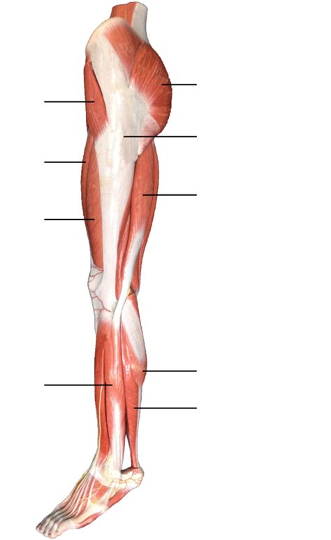 Of Appendicular Lower Extremity Muscle Diagram Quizlet