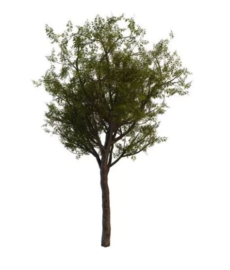 Chinese Scholar Tree Free 3d Model - .Max - Open3dModel