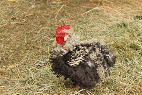 Frizzle Chicken Breed Info Chicken Chicks Info