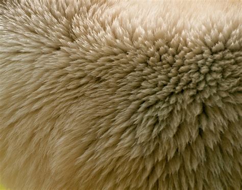 Polar bear fur - PatternPictures