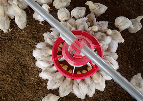 Automatic Poultry Feeding System At Rs Piece Automatic Pan