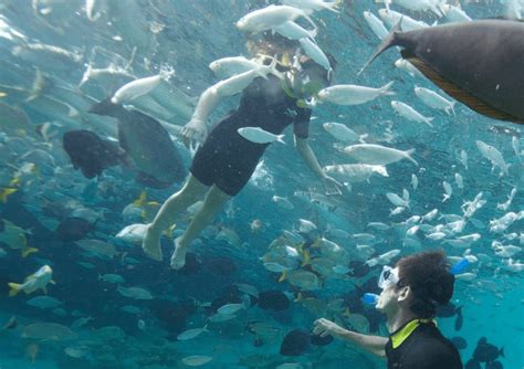 Make Memories at Discovery Cove Orlando - Swimming with Dolphins 1-800-667-5524