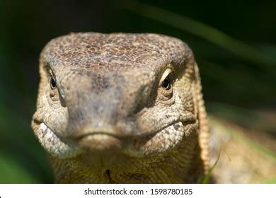 134 Monitor Lizard Genus Varanus Images Stock Photos Vectors