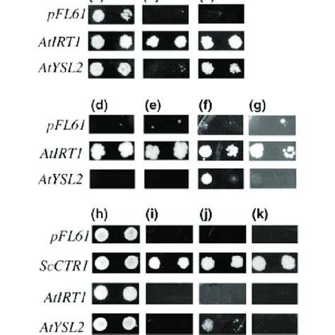 Functional Complementation Of Yeast A G The Fet Fet Strain Dey