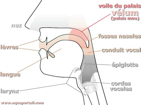 Vélum définition et explications