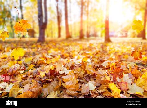 Fallen Autum Tree Leaves Hi Res Stock Photography And Images Alamy