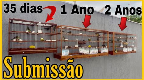 MEXIDA SUBMISSÃO NÃO DEU CERTO COLEIRO PAPA CAPIM YouTube