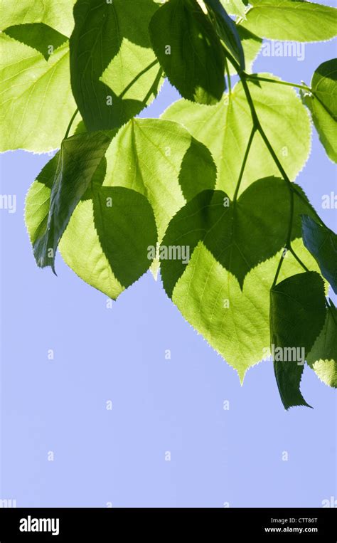 Tilia Cultivar Linden Lime Tree Green Blue Stock Photo Alamy