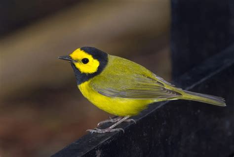 All You Need To Know About Warblers In North America 52 Species Id