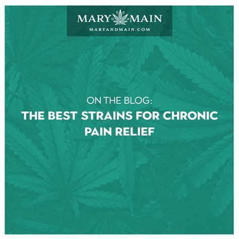 Three Marijuana Strains for Chronic Pain Relief - Mary and Main